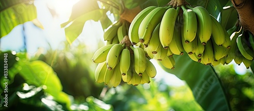 Unripe bananas growing in a garden with copy space image.
