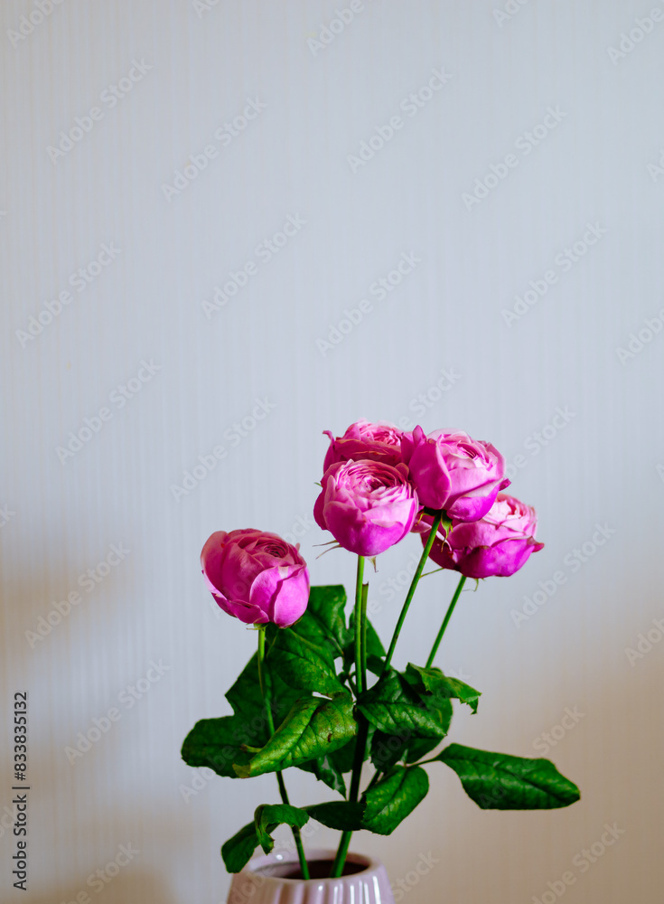 Tiny pink roses bouquet. Birthday female bouquet. Rosa rugosa close up pink blossoming flower. Tiny pink roses bouquet. Birthday female bouquet. Rosa rugosa close up pink blossoming flower.
