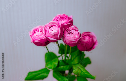 Tiny pink roses aromatic bouquet. Birthday female bouquet. Rosa rugosa close up pink blossoming flower. 