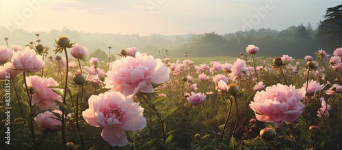 Fototapeta Naklejka Na Ścianę i Meble -  An old-fashioned summer field featuring blooming wild peonies with ample copy space image.