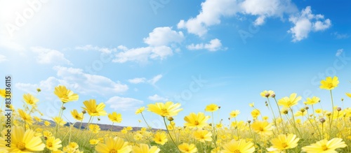 On a sunny day, a beautiful field of Chamaemelum nobile flowers blooms, providing a picturesque background for photographs with copy space image to capture the scenery. © vxnaghiyev