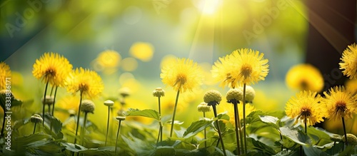 Dandelions in yellow bloom ...