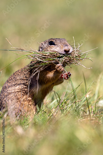 Spermophilus citellus - beautiful ground squirrel