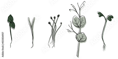 hand drawn microgreens vector illustration. Contour sprouts of watercress, spinach, mustard cress and peas, radish, onion, sunflower, basil plant. Set for menu, logo, microelements, healthy lifestyle.