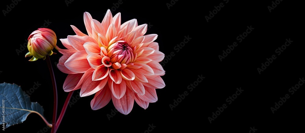 Close range view of a flower with space for text or graphics. with copy space image. Place for adding text or design Close range view of a flower with space for text or graphics. with copy space image. Place for adding text or design