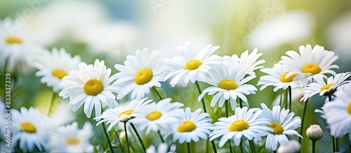 White daisies of German chamomile bloom in a chamomile garden, creating a serene copy space image. © vxnaghiyev