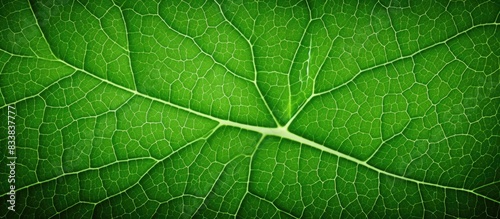 Green leaf texture providing a natural background with copy space image.