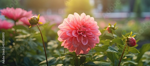 Gorgeous flower in a garden...