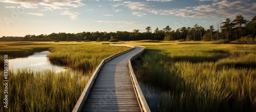 Scenic boardwalk trail wind...