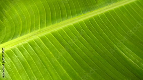 Background photo of green banana leaves