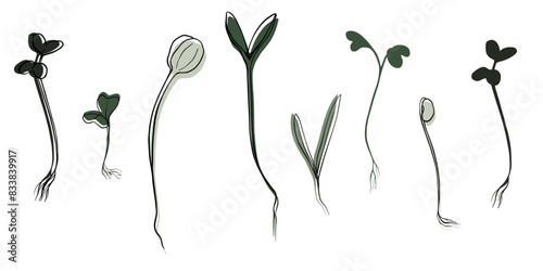 hand drawn microgreens vector illustration. Contour sprouts of watercress, spinach, mustard cress and peas, radish, onion, sunflower, basil plant. Set for menu, logo, microelements, healthy lifestyle.