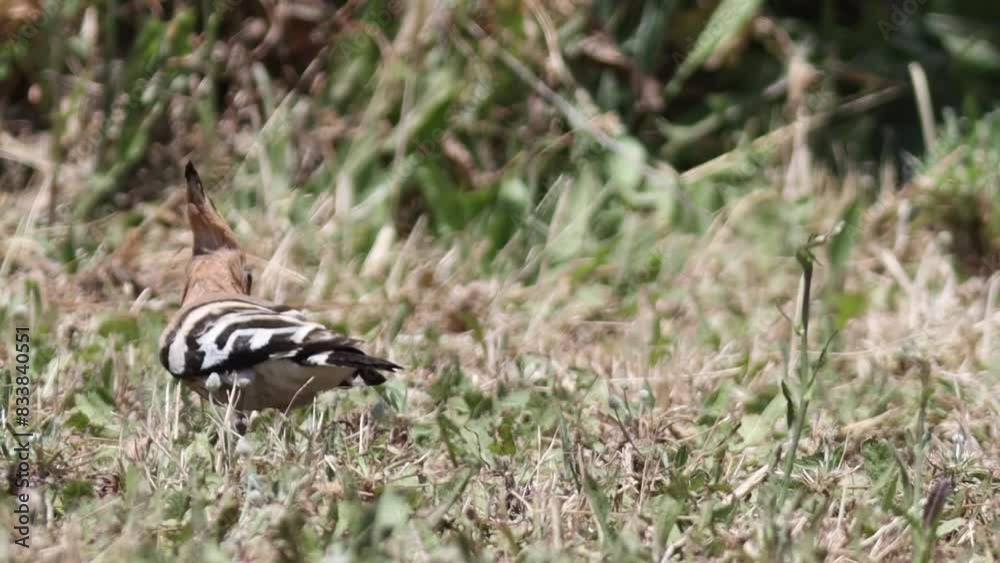 A hoopoe - small bird is walking through tall grass A hoopoe - small bird is walking through tall grass