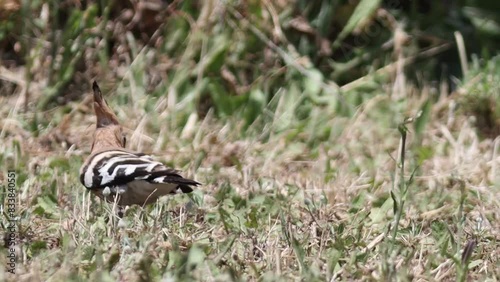 A hoopoe - small bird is walking through tall grass photo