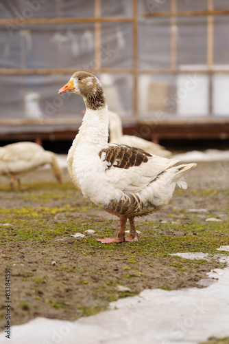 Geese across the dusty ground of a charming farmstead. Selective focus. Vertical photo