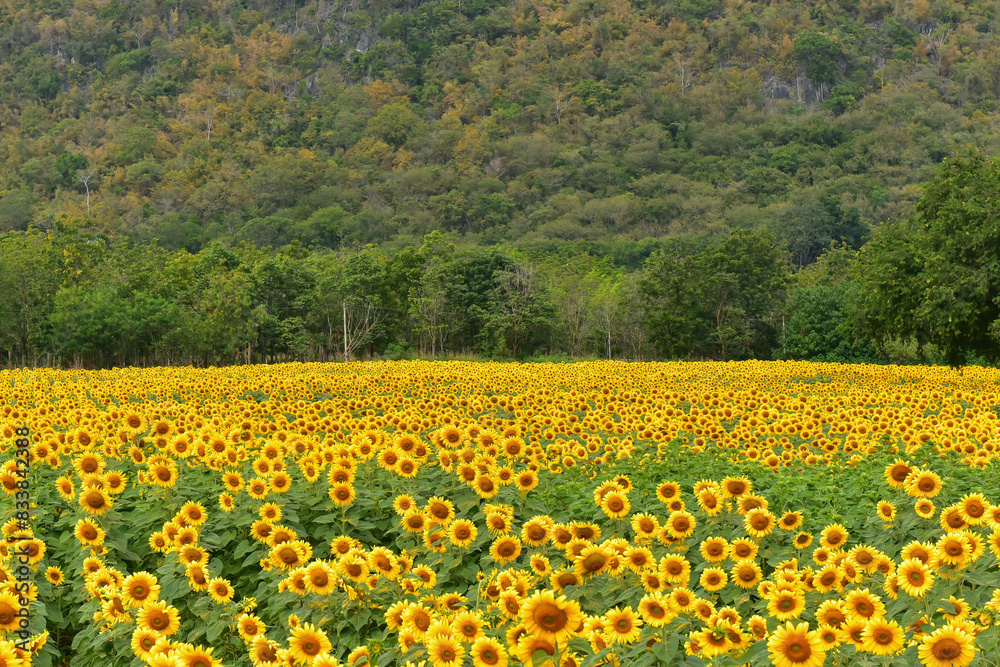 Fototapeta premium sunflowers blossom in the field