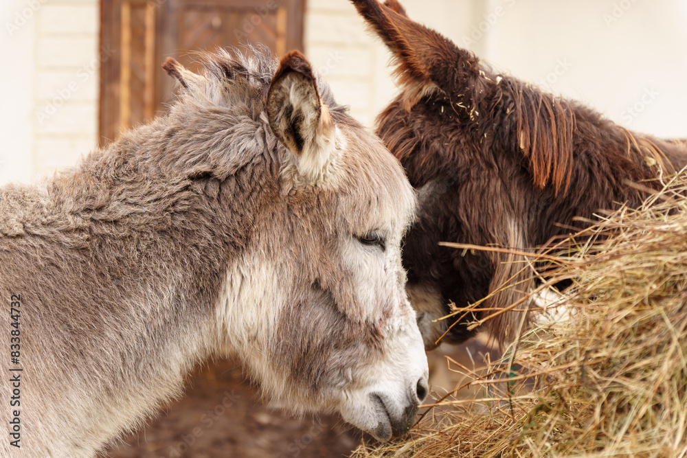 Donkey gracefully enjoying a meal of hay from a large pile in a rustic setting. Donkey gracefully enjoying a meal of hay from a large pile in a rustic setting.