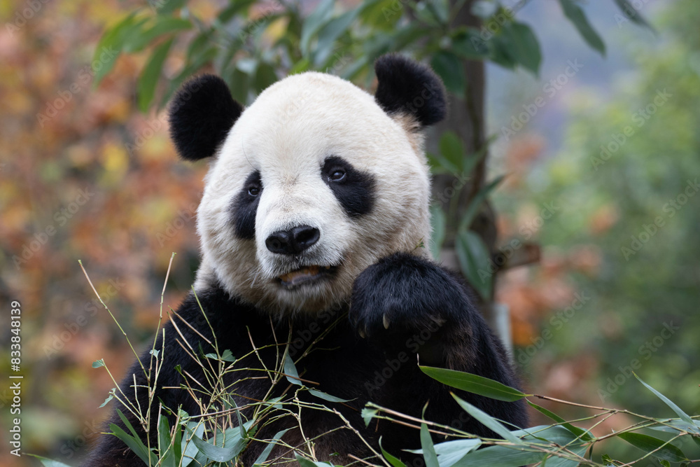 Fototapeta premium Close up Giant Panda, Shenshuping, Wolong Panda Base