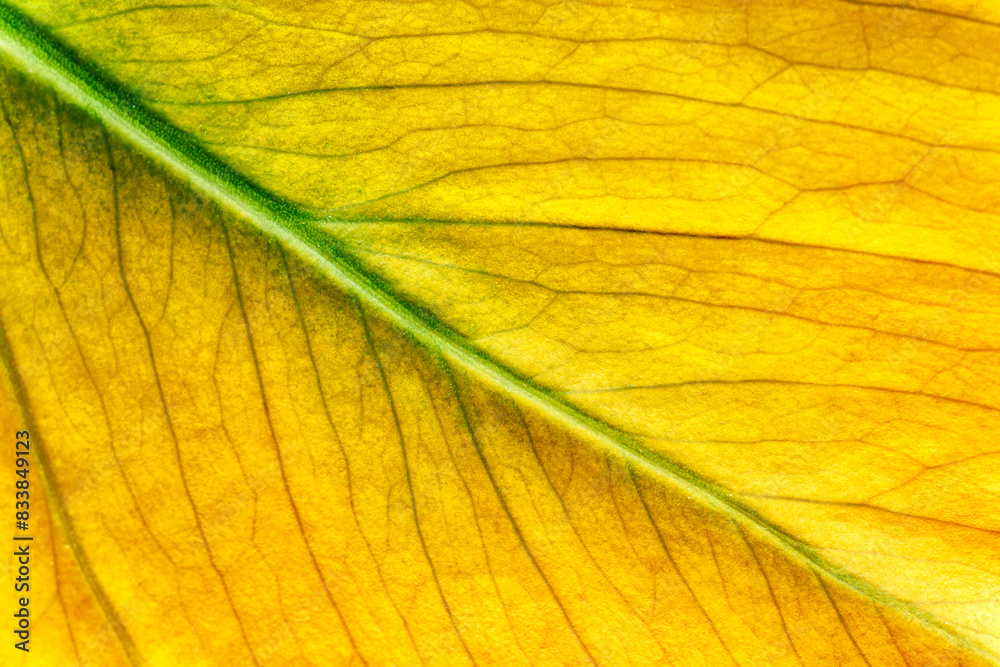 Obraz premium Macro photo of Autumn Foliage..Nature texture of leaf.Close-up of a colorful autumn leaf.Macro