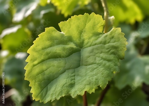 Closeup shot of a green Pinot Meunier grape leaf grown photo