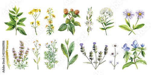 Set collection of hand drawn watercolor of herbs, wildflowers, spices, rosemary, basil, bay, leaf, parsley