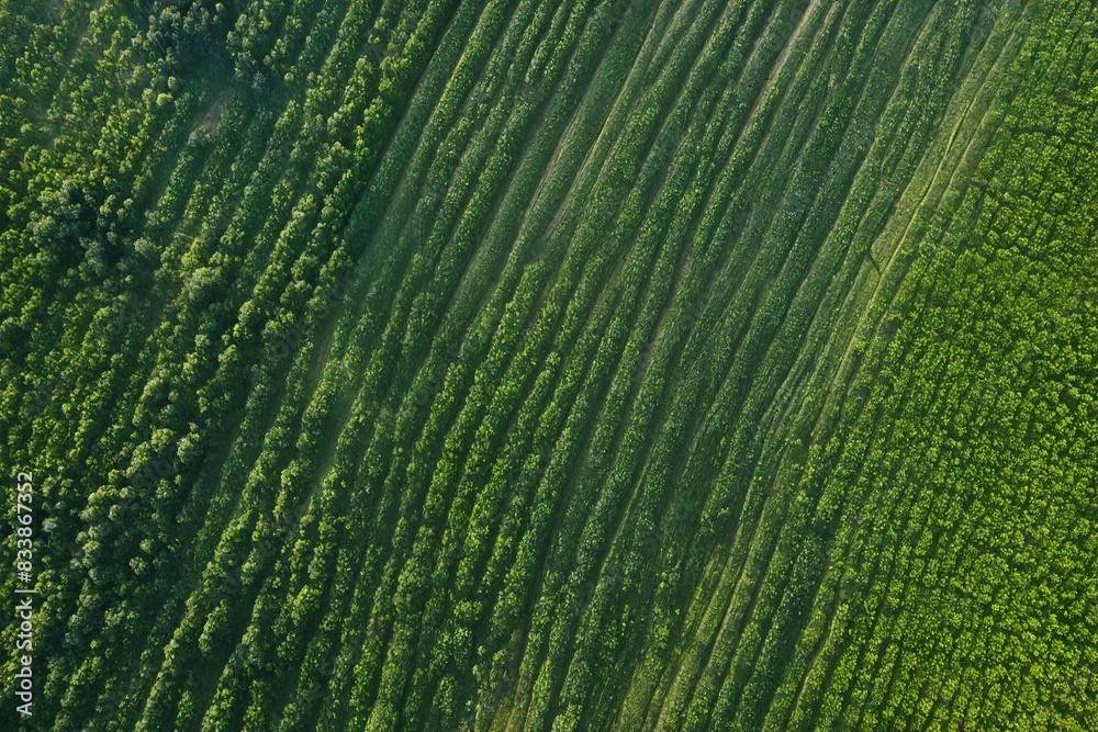 Fototapeta premium texture of grass