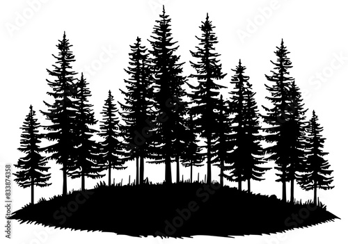 silhouettes of pine trees in a forest 