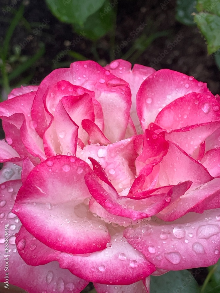 薔薇・バラ・ばら 薔薇・バラ・ばら