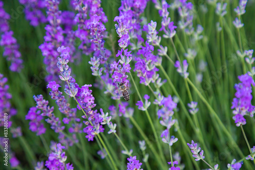 Violet lavender flowers close up. Beautiful blooming purple flowers field.  French romance scenery.