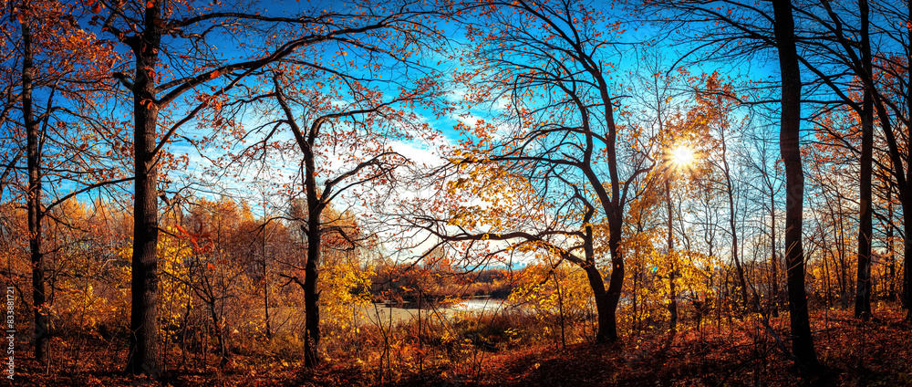 Autumn landscape panorama of a scenic forest with lots of warm sunshine and blue sky. Autumn landscape panorama of a scenic forest with lots of warm sunshine and blue sky.