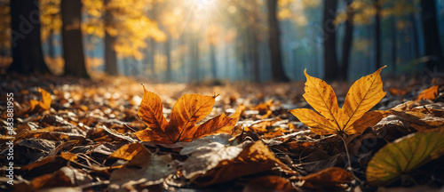 Fall season landscape  forest floor covered with fallen leaves and autumnal sun through tree foliage - Autumn seasonal background 