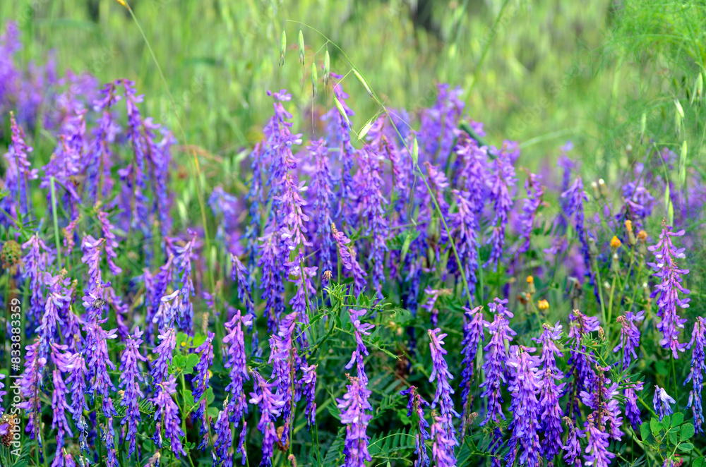 Naklejka premium The tufted vetch (Vicia cracca) in flower