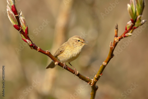 Chiffchaff singing on a branch close up in the summer