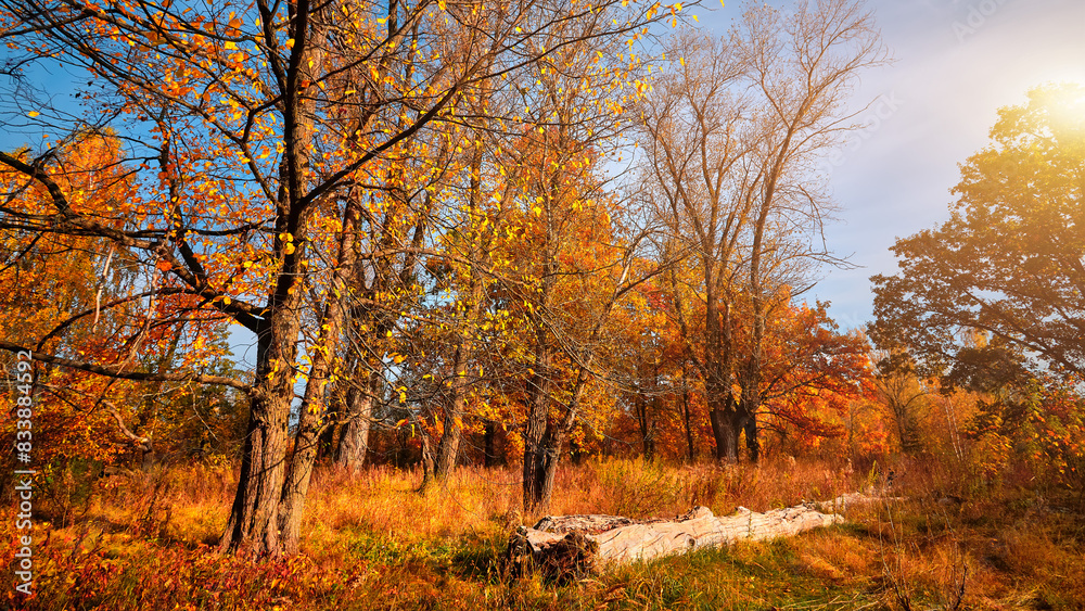 Obraz premium Autumn trees and road in the sunny day. Orange color trees, red brown leaves in field with blue sky.
