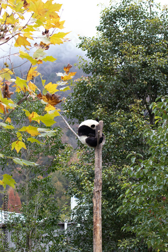 Close up Giant Panda, Shenshuping, Wolong Panda Base photo