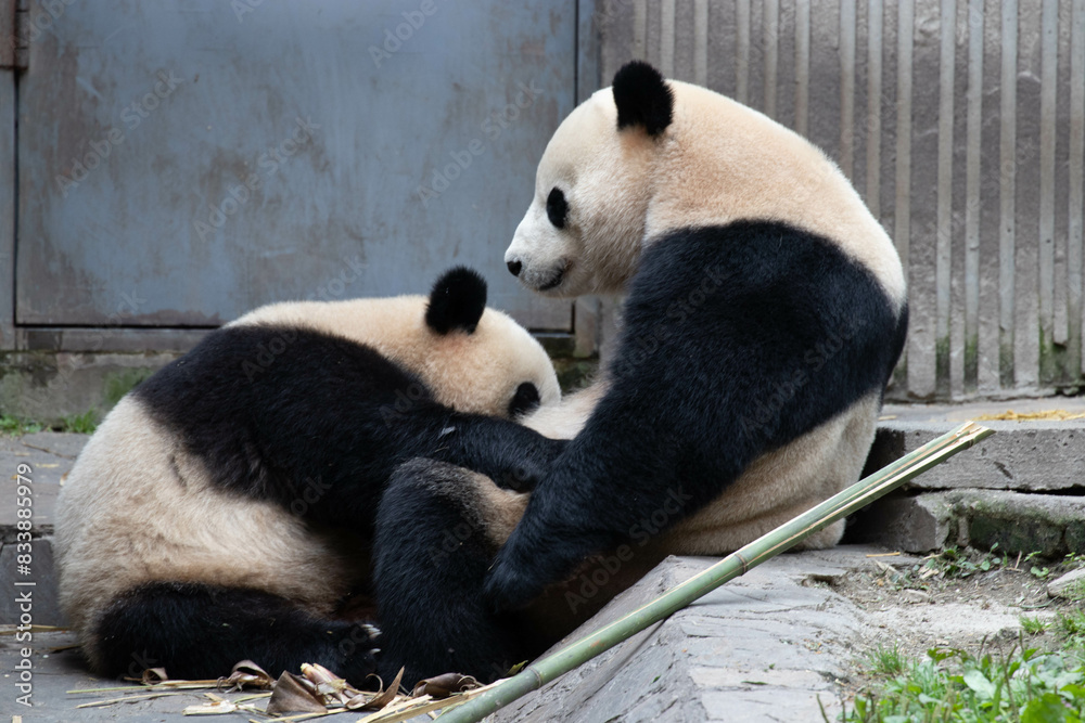 Fototapeta premium Close up Giant Panda, Bao Bao and Bao Li ,Shenshuping, Wolong Panda Base