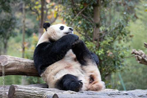 Close up Giant Panda, Shenshuping, Wolong Panda Base photo