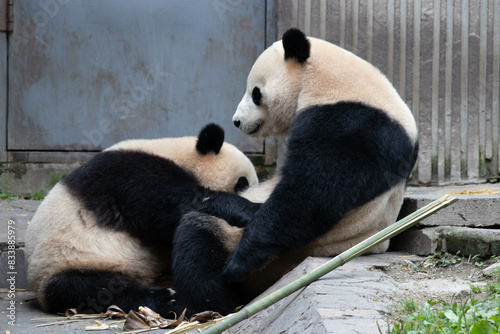 Close up Giant Panda, Bao Bao and Bao Li ,Shenshuping, Wolong Panda Base photo