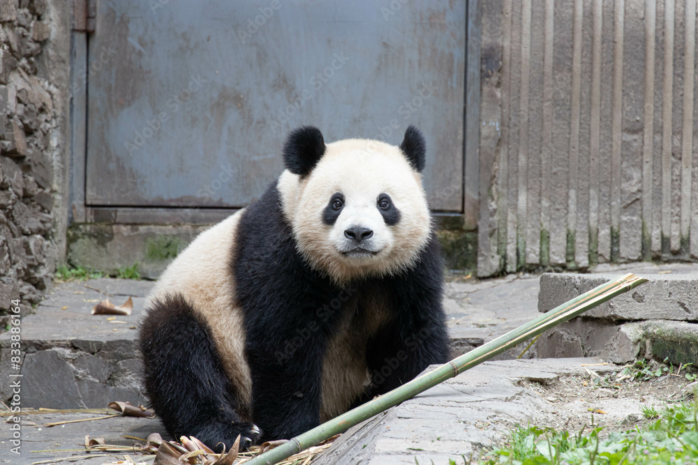 Fototapeta premium Close up Giant Panda, Shenshuping, Wolong Panda Base