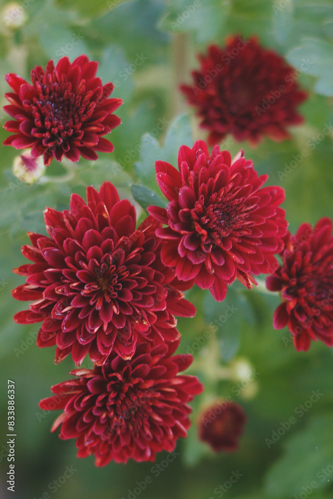 Red chrysanthemum bushes with foliage Red chrysanthemum bushes with foliage
