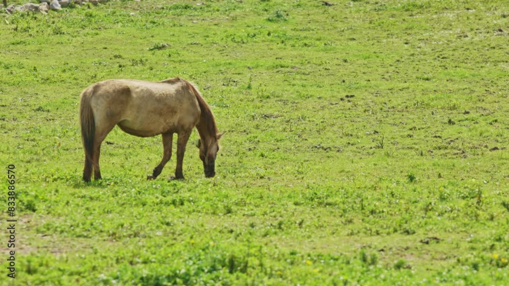 White horse are grazing in a grassy field White horse are grazing in a grassy field