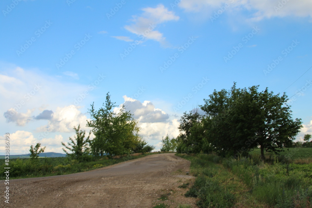 A dirt road with trees on either side of it A dirt road with trees on either side of it