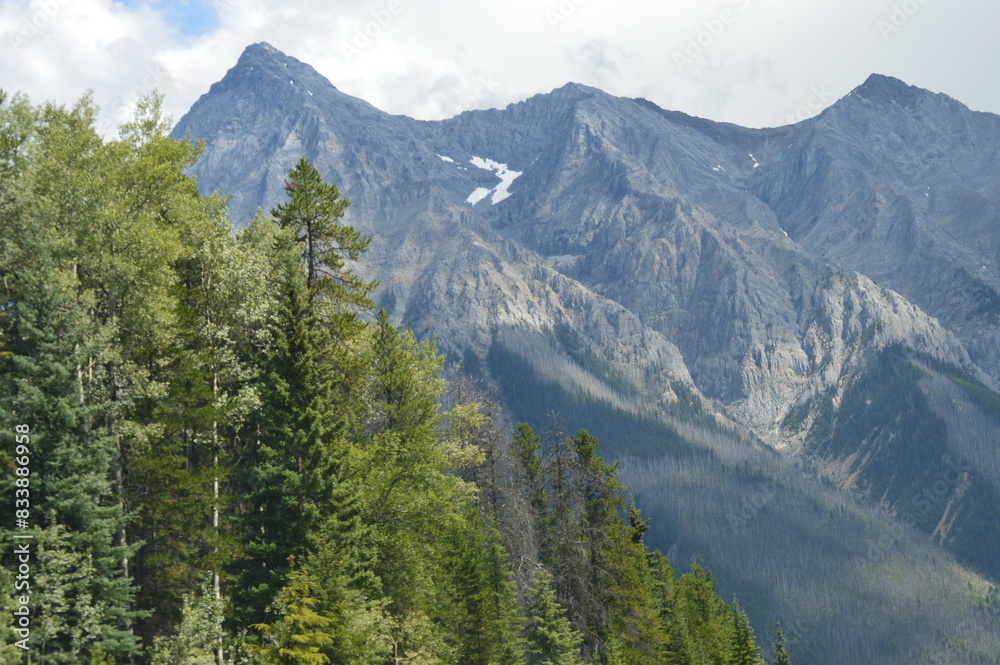 Obraz premium mountains and trees