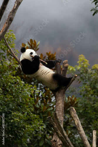 Close up Giant Panda, Shenshuping, Wolong Panda Base photo