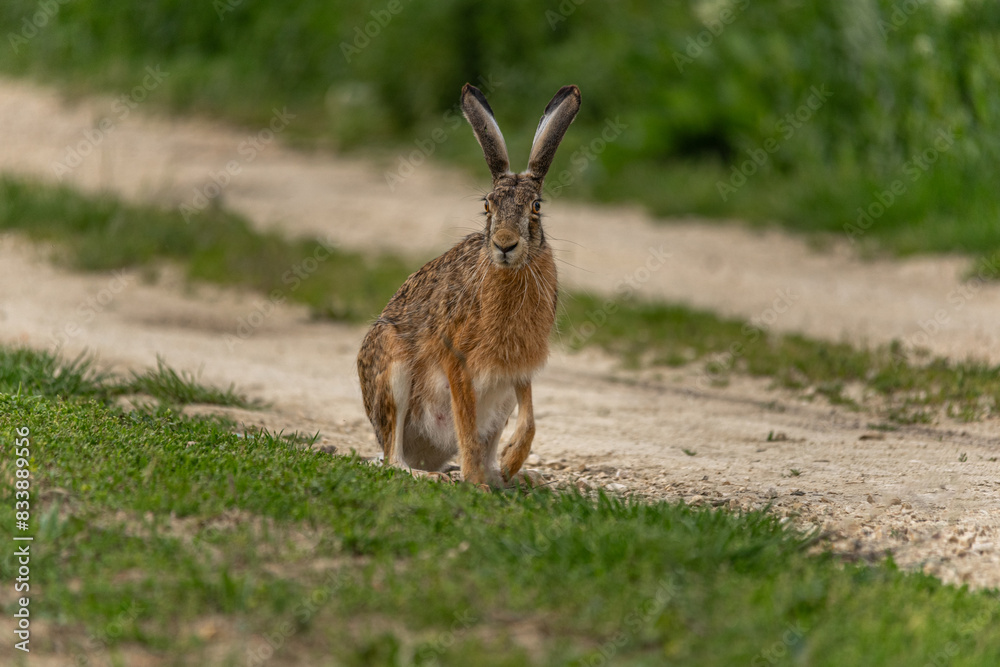 Nahaufnahme eines Feldhasen (Lepus europaeus), sitzt auf Feldweg und blickt seitlich auf Fotografen, hebt ein Bein Nahaufnahme eines Feldhasen (Lepus europaeus), sitzt auf Feldweg und blickt seitlich auf Fotografen, hebt ein Bein