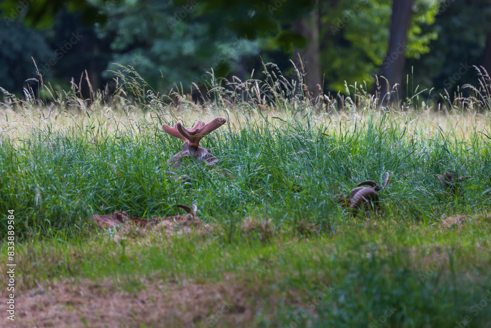 Sika deer - Cervus nippon lies hidden in the grass. The head and antlers are visible. Sika deer - Cervus nippon lies hidden in the grass. The head and antlers are visible.