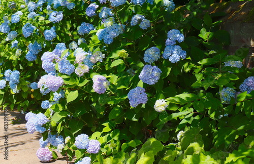 Hydrangea Bushes Proliferating Blue Blossoms onto Sidewalk photo