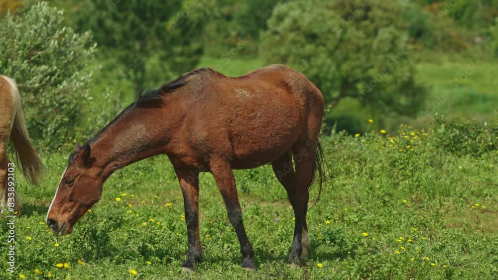 Two horses grazing in a field Two horses grazing in a field
