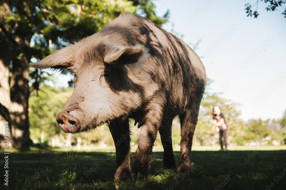 Fototapeta premium Cerdo amistoso en la granja