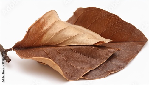 dry brown leaf isolated white background macro
