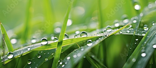 Macro photo of water drops ...